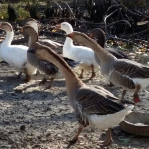 Kuban qazı 2 ədəd erkəy çox iri heyvanlardı 