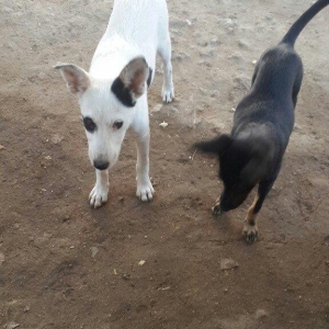 doqquz ayligdilar zvanok itler qara disidi ag erkeydi cutu 100 manat