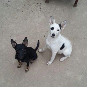 doqquz ayligdilar zvanok itler qara disidi ag erkeydi cutu 100 manat