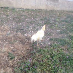 Aq heyrati xoruz ve fere ozu kimide bala verir aq 