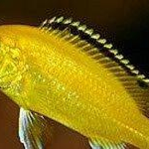 baliqlar 1 azn 1.50 az. unvan yeni yasamal.
limonn