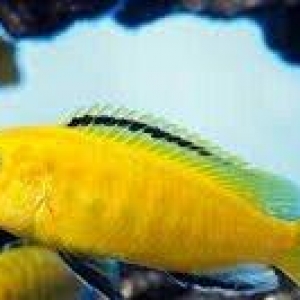 baliqlar 1 azn 1.50 az. unvan yeni yasamal.
limonnik
delfin
faer fiş
p