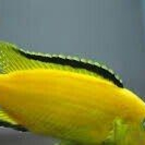 baliqlar 1 azn 1.50 az. unvan yeni yasamal.
limonnik
delfin
faer fiş
p