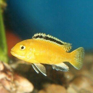 baliqlar 1 azn 1.50 az. unvan yeni yasamal.
limonnik
delfin
faer fiş
p