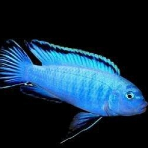 baliqlar 1 azn 1.50 az. unvan yeni yasamal.
limonnik
delfin
faer fiş
p