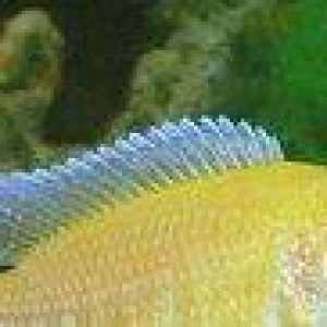 baliqlar 1 azn 1.50 az. unvan yeni yasamal.
limonnik
delfin
faer fiş
p