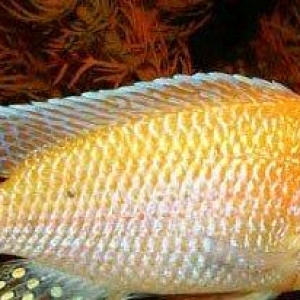 baliqlar 1 azn 1.50 az. unvan yeni yasamal.
limonnik
delfin
faer fiş
p