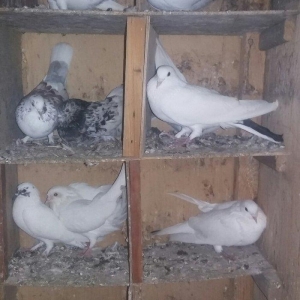 salam tutulma qusdar satiram xais edirrm burda yox