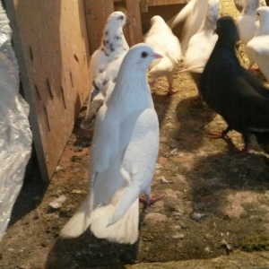 17/18tuk maya denizden tutulmadi real alıcı nara