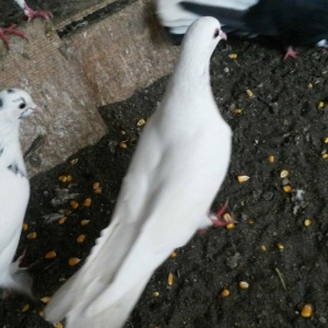 17/18tuk maya denizden tutulmadi real alıcı narahat etsin wp var  Baki