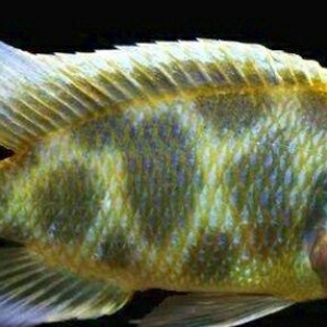 Boyuk olcude 3 eded leopard 1 erkek 2 maya 70 azn.