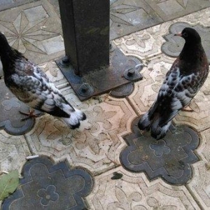 Qarabas 17. 16. Tuk qara xalcali keven quslar. Sek