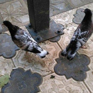 Qarabas 17. 16. Tuk qara xalcali keven quslar. Sekiller    10 gun once