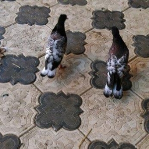 Qarabas 17. 16. Tuk qara xalcali keven quslar. Sekiller    10 gun once