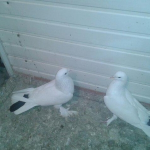 17 tukler cutduler yumurtaya qovur erkey badam lel