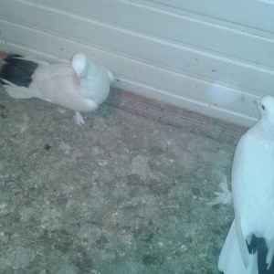 17 tukler cutduler yumurtaya qovur erkey badam lelek maya qalin dolag