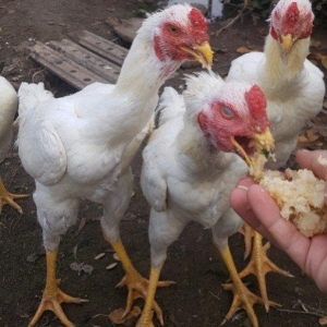 Ağ Şamo cinsi 8 aylıq heyrati becələr uc dən