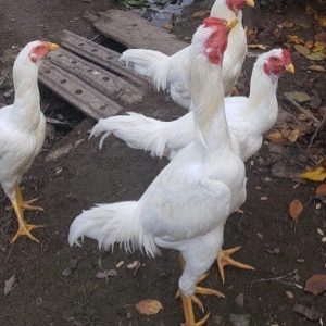 Ağ Şamo cinsi 8 aylıq heyrati becələr uc dənədi ikisi satilir real ali