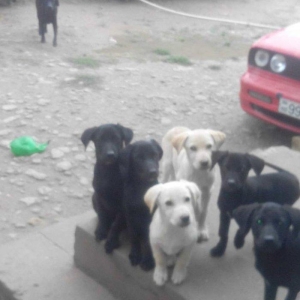 100 manata temiz lablador babari satiram 5 gun vax