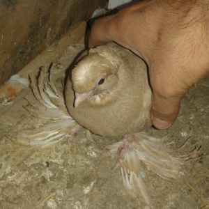 özbək sortudur kəkilli dimdiklidir tək erkəkdir dənə təzə düşüb