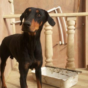 salam tecili satilir xarice gedirem ona gore bala 