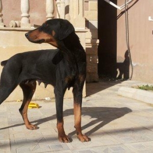 salam tecili satilir xarice gedirem ona gore bala vaxtindan ozumde