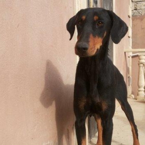 salam tecili satilir xarice gedirem ona gore bala vaxtindan ozumde