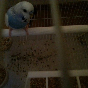 bir cut cexden donma papuqay satiram.9-10yumurta qoyur.hal hazirdada y