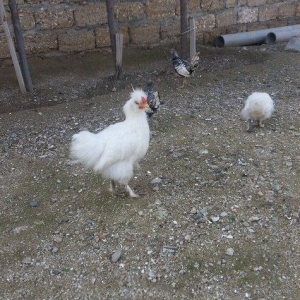 Ponpon xoruz 5 aylıqdı tam sağlam beş barmaqd�