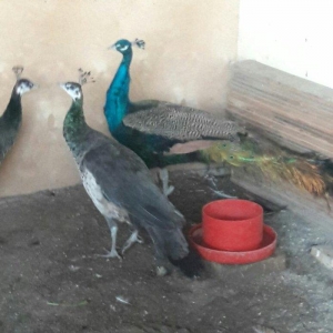 hindistan tovuz guşusu beş illiy aktiv xoruzdu birde arlekin tovuz guş