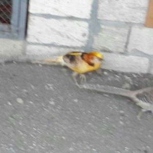 üch illiy gizili ve limonu girgovul jüteri  bala veren saglam jütlerdi