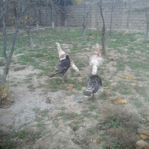 Saqlam və iri heyvanlar di otluqda böyub diri 25