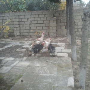 Saqlam və iri heyvanlar di otluqda böyub diri 25,azn,  kəsilib təmizlə