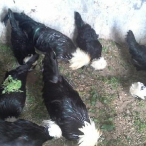 Rahibə. 3-4 günlük cücələri satılır. Boş bekar adamlar narahat etməsün