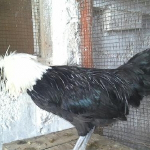 Rahibə. 3-4 günlük cücələri satılır. Boş bekar adamlar narahat etməsün