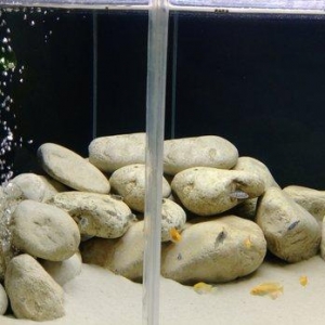 1) 160 litr akvarium. 2)3338 Atman biofilteri.