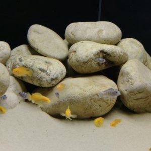 1) 160 litr akvarium. 2)3338 Atman biofilteri.