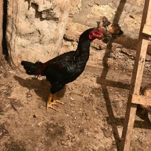 Tecili satilir ! ! ! Heyrati 1 yas 2 ayligdi. Fikr