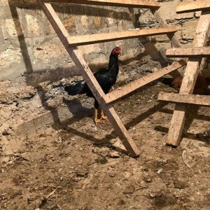 Tecili satilir ! ! ! Heyrati 1 yas 2 ayligdi. Fikri  ciddi olan sexse