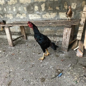 Tecili satilir ! ! ! Heyrati 1 yas 2 ayligdi. Fikri  ciddi olan sexse