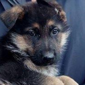 alman jvcarka kucukleri teklif olunur 2.5 ajlig 1 pejvend vurulub