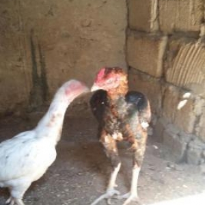 Salam heyratini 45manata satiram. Sumqayit səhəri corat qəsəbəsi dəniz