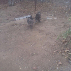 Brama xoruz toyuq ikisi bir yerde 130manata bir yaw 6ayliqdilar xaiw o