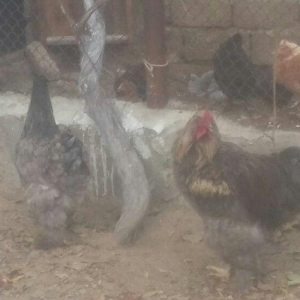 Brama xoruz toyuq ikisi bir yerde 130manata bir yaw 6ayliqdilar xaiw o