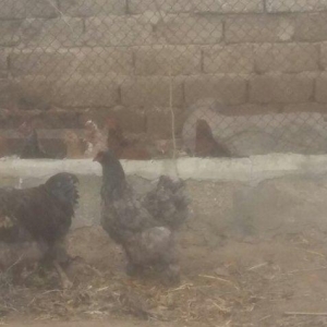 Brama xoruz toyuq ikisi bir yerde 130manata bir yaw 6ayliqdilar xaiw o