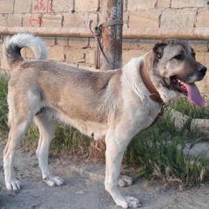 3 yasi var.iri qanciqdi.heyet qorumaga superdi.hem