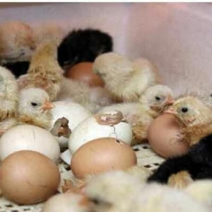 Russiya inkubator Nesuska 104/50 yumurta.  Новые Инкубаторы из России