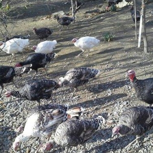 hindusqa satiram hamsini bir yerden isteyen olsa 3