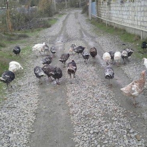 hindusqa satiram hamsini bir yerden isteyen olsa 30 azn .iyne dernanla