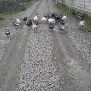 hindusqa satiram hamsini bir yerden isteyen olsa 30 azn .iyne dernanla